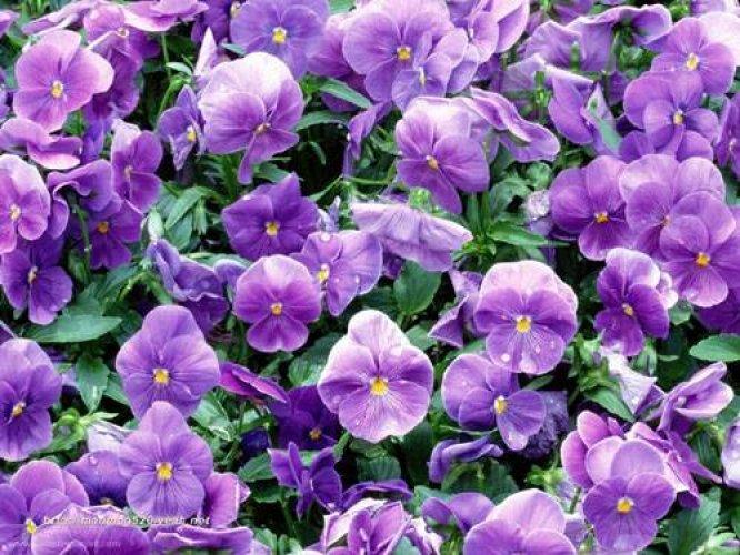Çiçeklerin anlamları - Resim 27