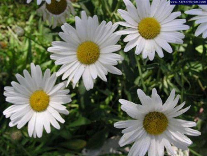 Çiçeklerin anlamları - Resim 16
