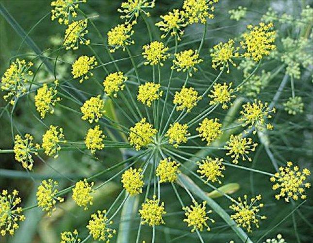 Çiçeklerin anlamları - Resim 35