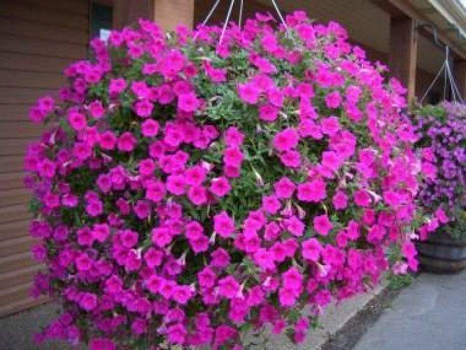 Çiçeklerin anlamları - Resim 33