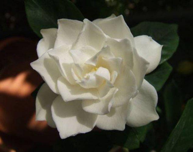 Çiçeklerin anlamları - Resim 11