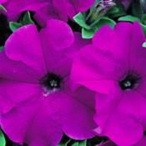 Çiçeklerin anlamları - Resim 30