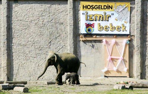 Yavru fil İzmir ilk defa güneşe çıktı - Resim 2