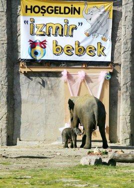 Yavru fil İzmir ilk defa güneşe çıktı - Resim 1