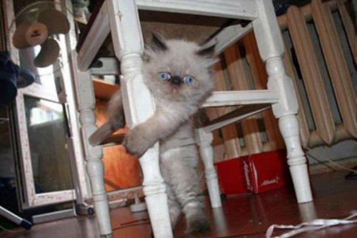 Minik kedi bunu eğlence için yapıyor - Resim 4
