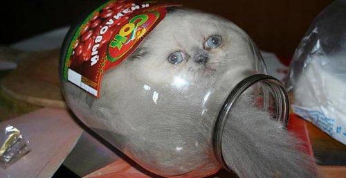 Minik kedi bunu eğlence için yapıyor - Resim 1