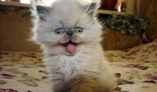 Minik kedi bunu eğlence için yapıyor - Resim 3