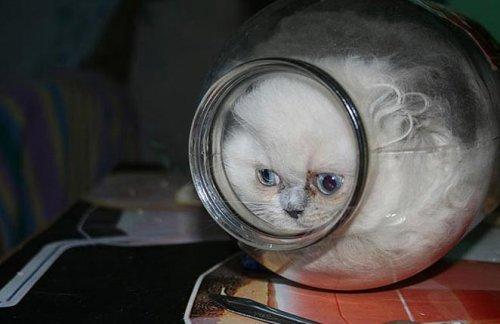 Minik kedi bunu eğlence için yapıyor - Resim 2