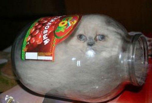 Minik kedi bunu eğlence için yapıyor - Resim 6