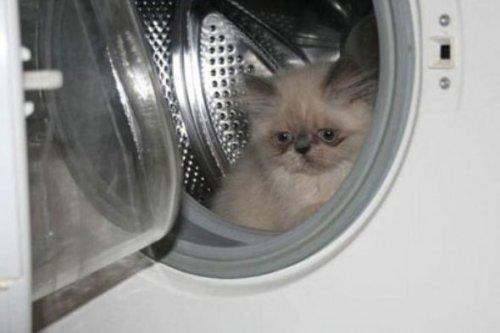 Minik kedi bunu eğlence için yapıyor - Resim 5