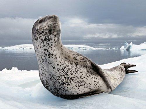 National Geographic'in objektifinden - Resim 29