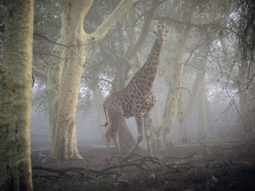 National Geographic'in objektifinden - Resim 39
