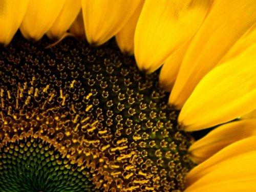 National Geographic'in objektifinden - Resim 24