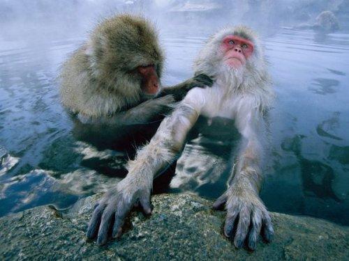 National Geographic'in objektifinden - Resim 35