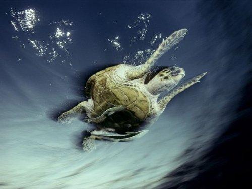 National Geographic'in objektifinden - Resim 45