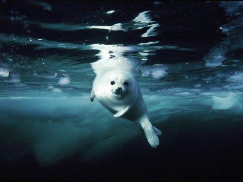 National Geographic'in objektifinden - Resim 34