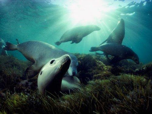 National Geographic'in objektifinden - Resim 41
