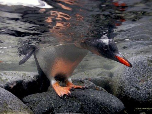 National Geographic'in objektifinden - Resim 40