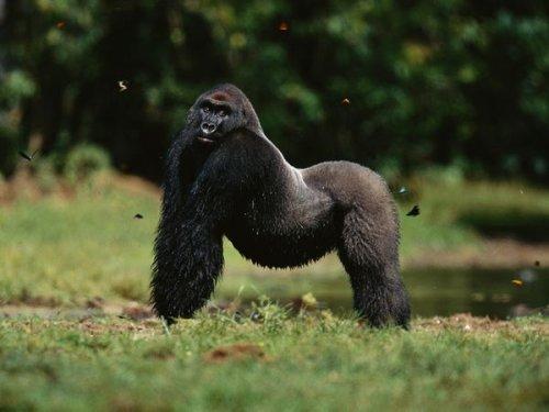 National Geographic'in objektifinden - Resim 44