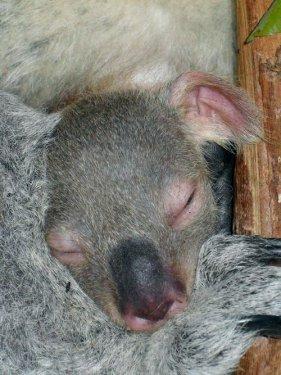 San Francisco'da 12 yılsonra ilk koala doğdu - Resim 3