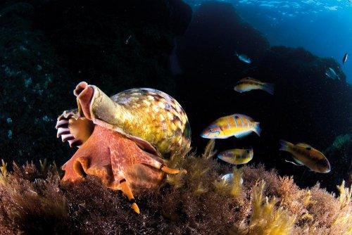 Cousteau’nun Akdeniz’i Geri Gelecek mi - Resim 11