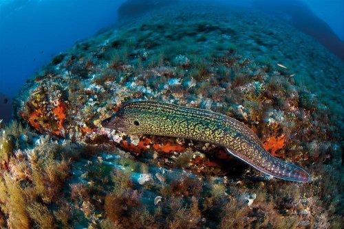 Cousteau’nun Akdeniz’i Geri Gelecek mi - Resim 7