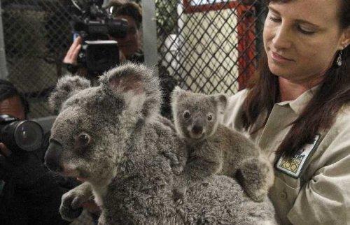 San Francisco'da 12 yılsonra ilk koala doğdu - Resim 5