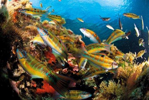 Cousteau’nun Akdeniz’i Geri Gelecek mi - Resim 2