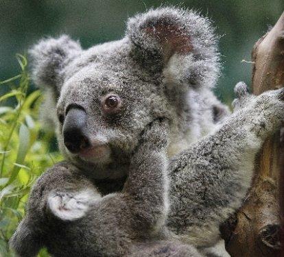 San Francisco'da 12 yılsonra ilk koala doğdu - Resim 6