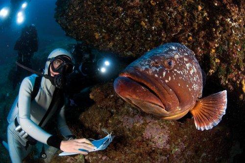 Cousteau’nun Akdeniz’i Geri Gelecek mi - Resim 5