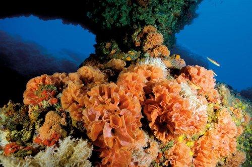 Cousteau’nun Akdeniz’i Geri Gelecek mi - Resim 10