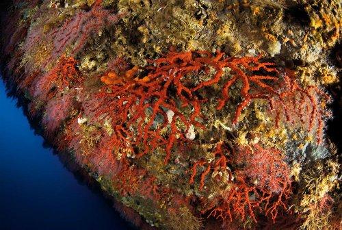 Cousteau’nun Akdeniz’i Geri Gelecek mi - Resim 14