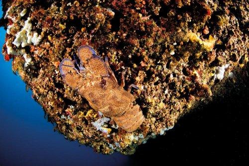 Cousteau’nun Akdeniz’i Geri Gelecek mi - Resim 13