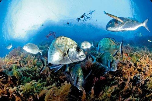 Cousteau’nun Akdeniz’i Geri Gelecek mi - Resim 9