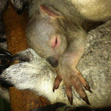 San Francisco'da 12 yılsonra ilk koala doğdu - Resim 2