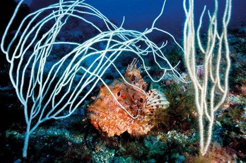 Cousteau’nun Akdeniz’i Geri Gelecek mi - Resim 8
