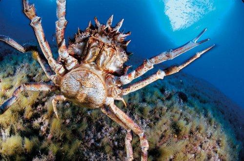 Cousteau’nun Akdeniz’i Geri Gelecek mi - Resim 6