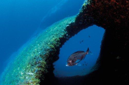 Cousteau’nun Akdeniz’i Geri Gelecek mi - Resim 1