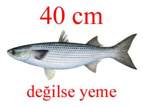 Küçük balık yoksa büyük balık da yok - Resim 14