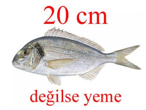 Küçük balık yoksa büyük balık da yok - Resim 20