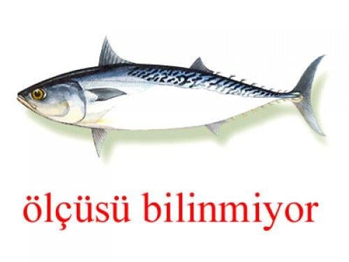 Küçük balık yoksa büyük balık da yok - Resim 8
