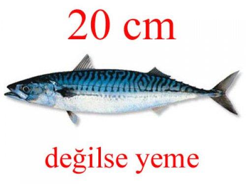 Küçük balık yoksa büyük balık da yok - Resim 10