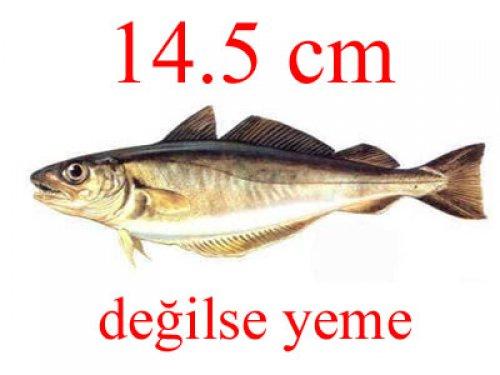 Küçük balık yoksa büyük balık da yok - Resim 15