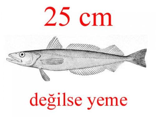 Küçük balık yoksa büyük balık da yok - Resim 16