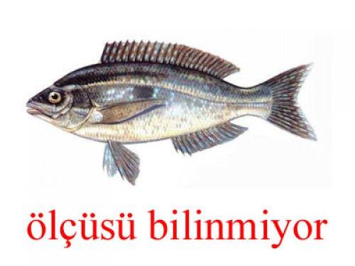 Küçük balık yoksa büyük balık da yok - Resim 23