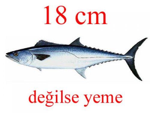Küçük balık yoksa büyük balık da yok - Resim 11