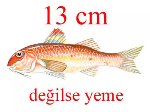 Küçük balık yoksa büyük balık da yok - Resim 17