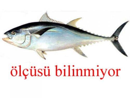 Küçük balık yoksa büyük balık da yok - Resim 6