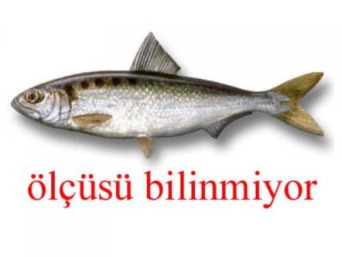 Küçük balık yoksa büyük balık da yok - Resim 5