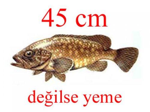 Küçük balık yoksa büyük balık da yok - Resim 22